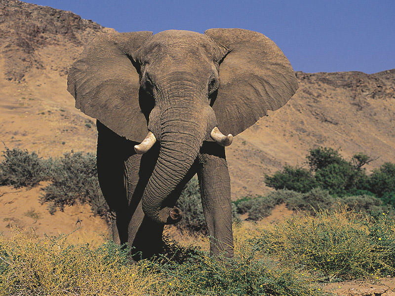 Elefant  